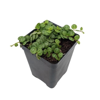 Belly Button Peperomia Plant - Peperomia verticillata - 2.5" Pot -  Walmart.com