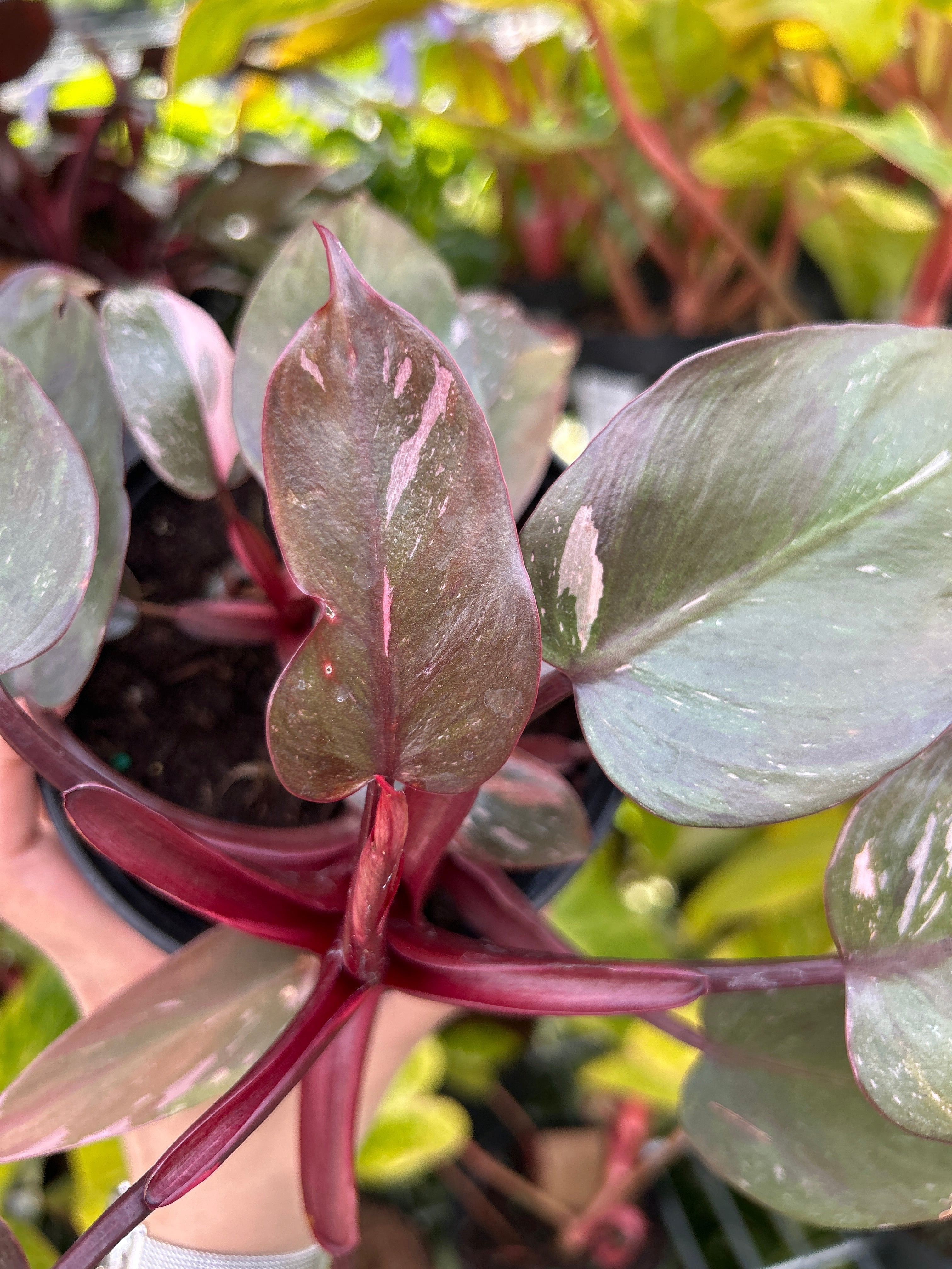 Pink Princess Philodendron- Variegated Indoor Plant with Large Pink and Green Leaves, Easy Care Tropical Foliage for Home & Garden 6" Pot