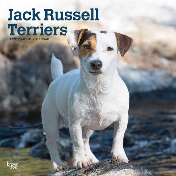 Jack Russell Terriers 2027 12 X 24 Inch (Hanging) Monthly Square Wall Calendar Plastic-Free, (Paperback)