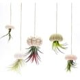 thumbnail image 3 of Paquete de 5 macetas de caracol, macetas decorativas colgantes para plantas de aire, 3 of 5