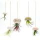 thumbnail image 3 of Linda Decoración De Plantas De Caracola, Decoración De Plantas De Caracola, Textura Exquisita, Múltiples Tipos De Estilo Náutico Para El Hogar, 3 of 7