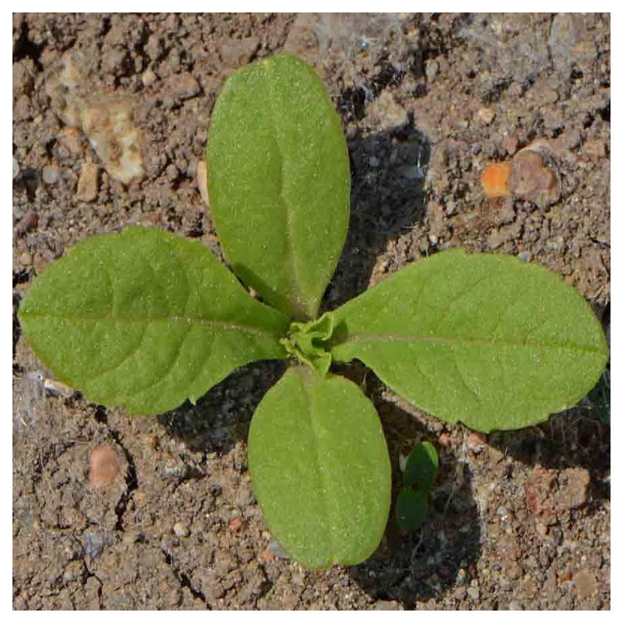 Everwilde Farms - 1/4 lb Imperial Mixed Pincushion Flower Garden Flower Seeds - Gold Vault Bulk Seed Packet