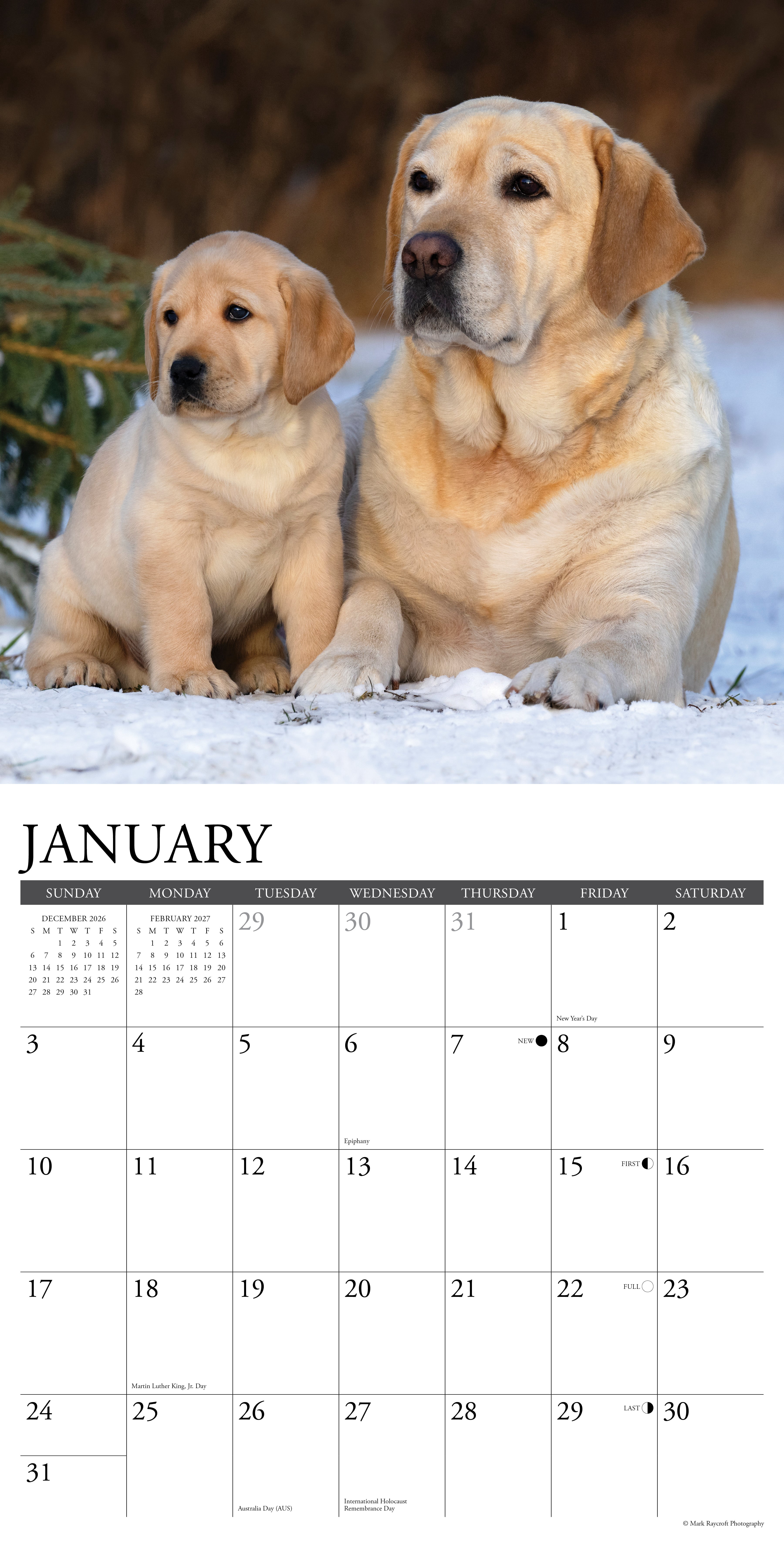 Willow Creek Press, Labs 2027 Wall Calendar