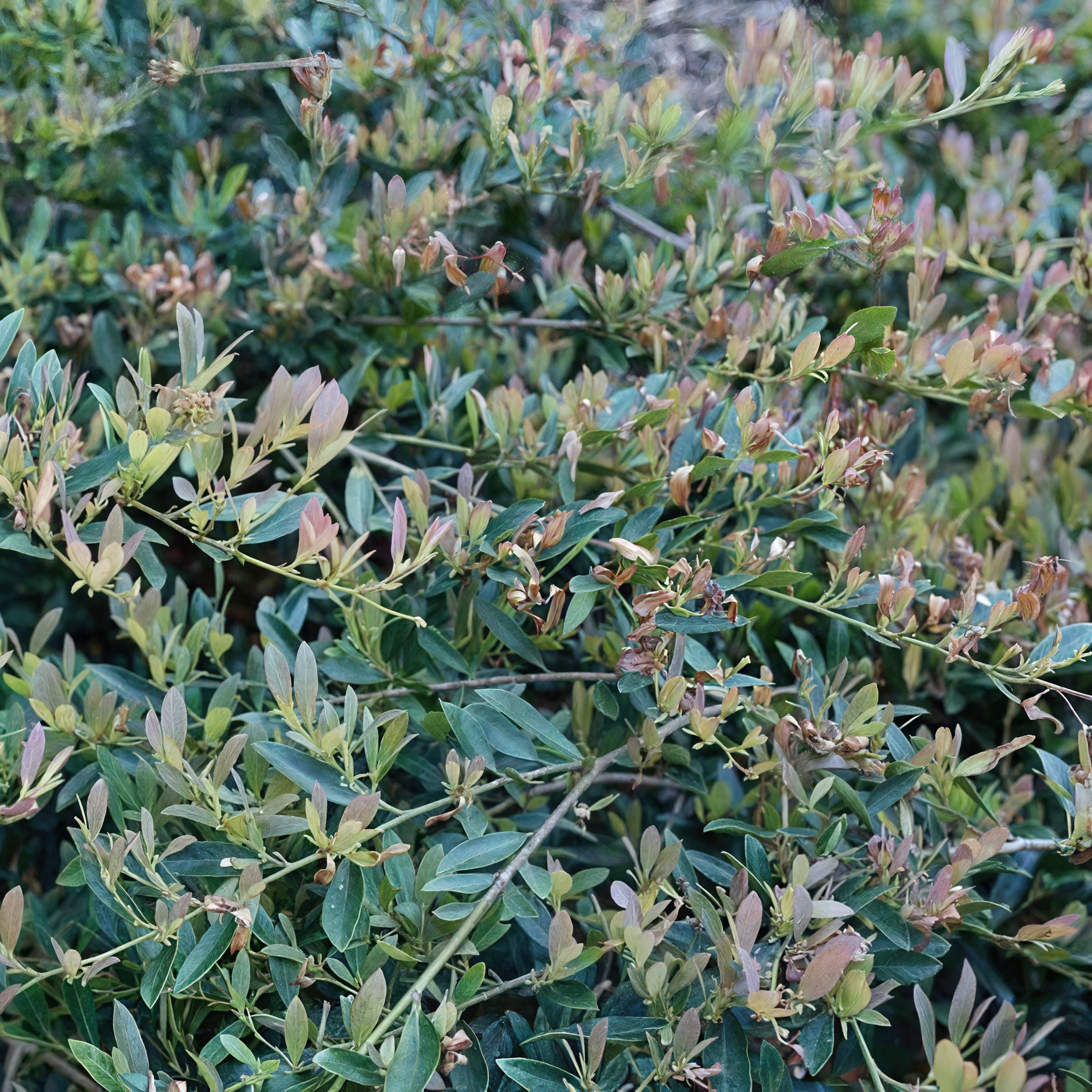 3 gal. Distylium Cinnamon Girl Shrub