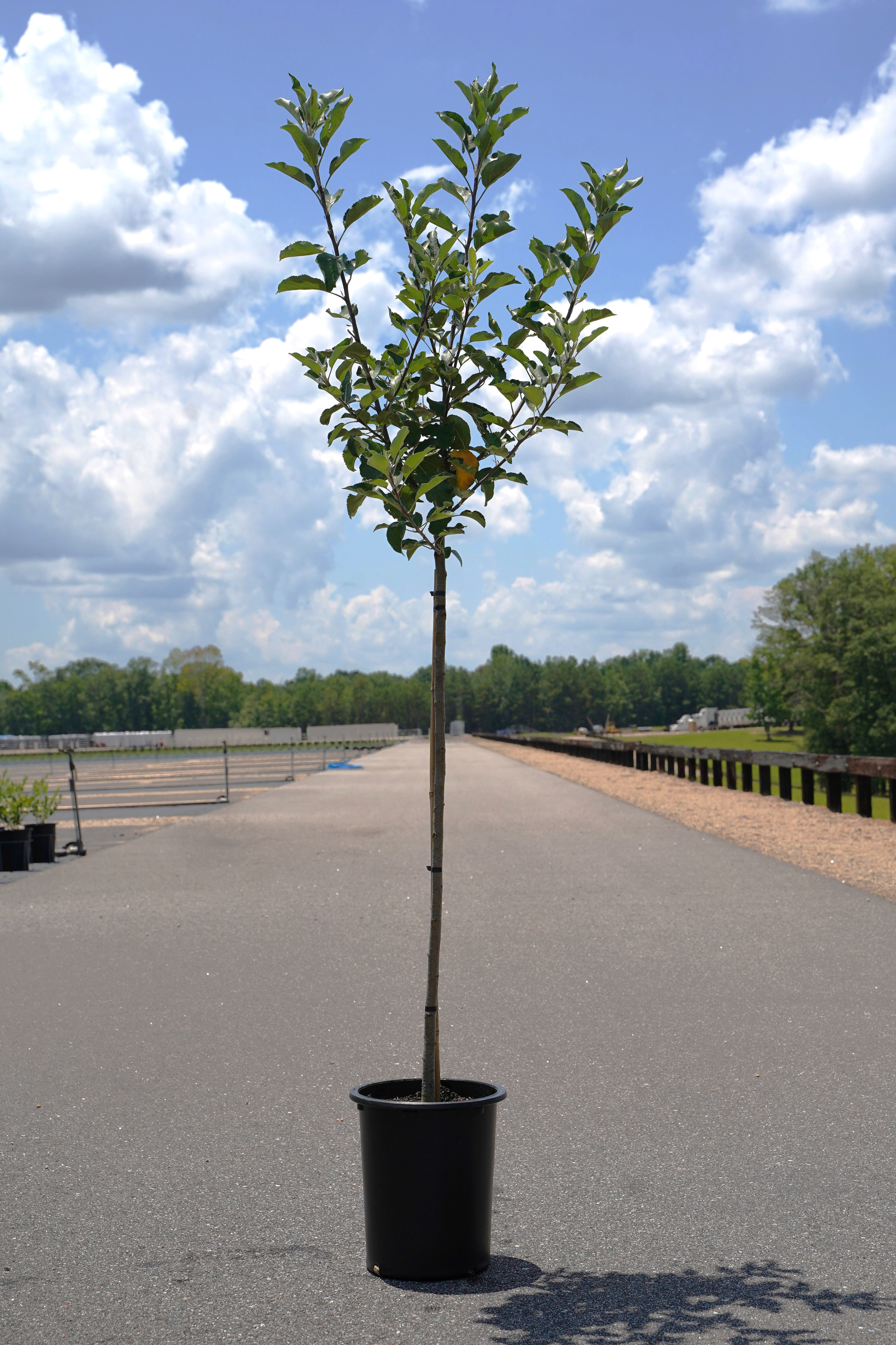 Expert Gardener 3.25 Gallon Pear Bartlett Live Tree