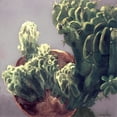thumbnail image 2 of Wang, John Z. 20x20 Gold Ornate Wood Framed with Double Matting Museum Art Print Titled - Cactus, 2 of 4