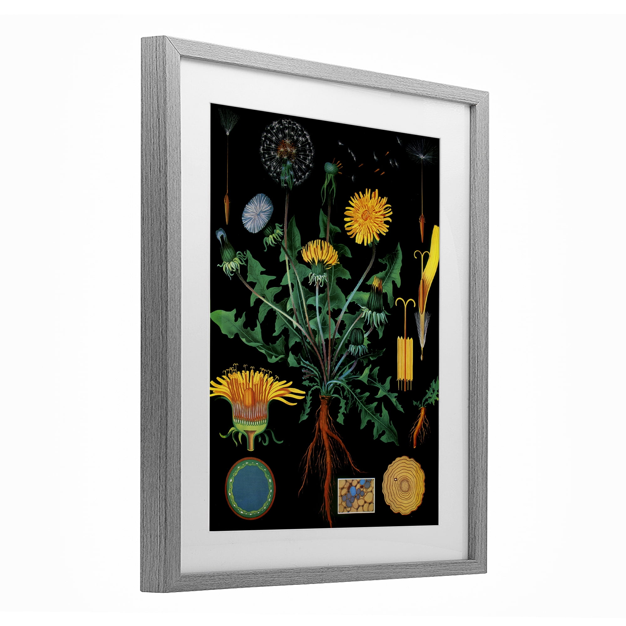 Stupell Industries Dandelion Botanical Illustration Gray Framed Print Under Glass, design by Vintage Hustle