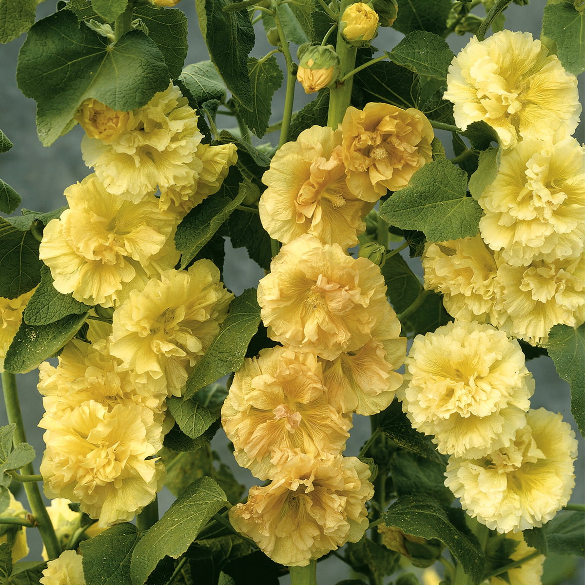 Van Zyverden Hollyhocks Alcea Rosea Yellow Set of 5 Plant Roots Yellow Full Sun Perennial Pollinator 1 lb