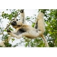 thumbnail image 2 of Hogstrom, Inger 24x17 White Modern Wood Framed Museum Art Print Titled - Madagascar-Berenty-Berenty Reserve Verreauxs sifaka eating leaves in a tree, 2 of 4