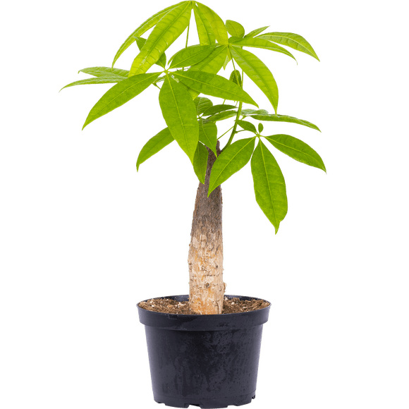 Pachira Aquatica | Money Tree Stump (M) Live Plants in 6" growers pot