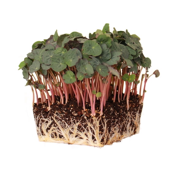 Nasturtium Seeds - Empress of India - 1 Oz - Non-GMO Edible Flower Garden & Microgreens Seeds - Tropaeolum nanum - Grow Micro Greens