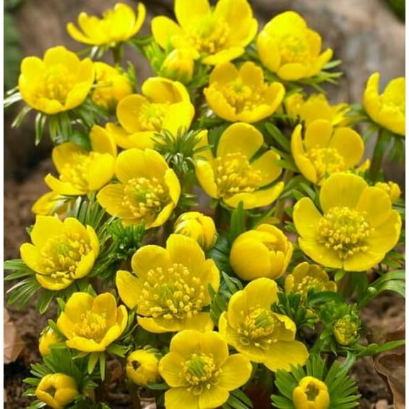 Winter Aconite Flower Bulbs for Planting - Eranthis Cilicica (25 Bulbs)