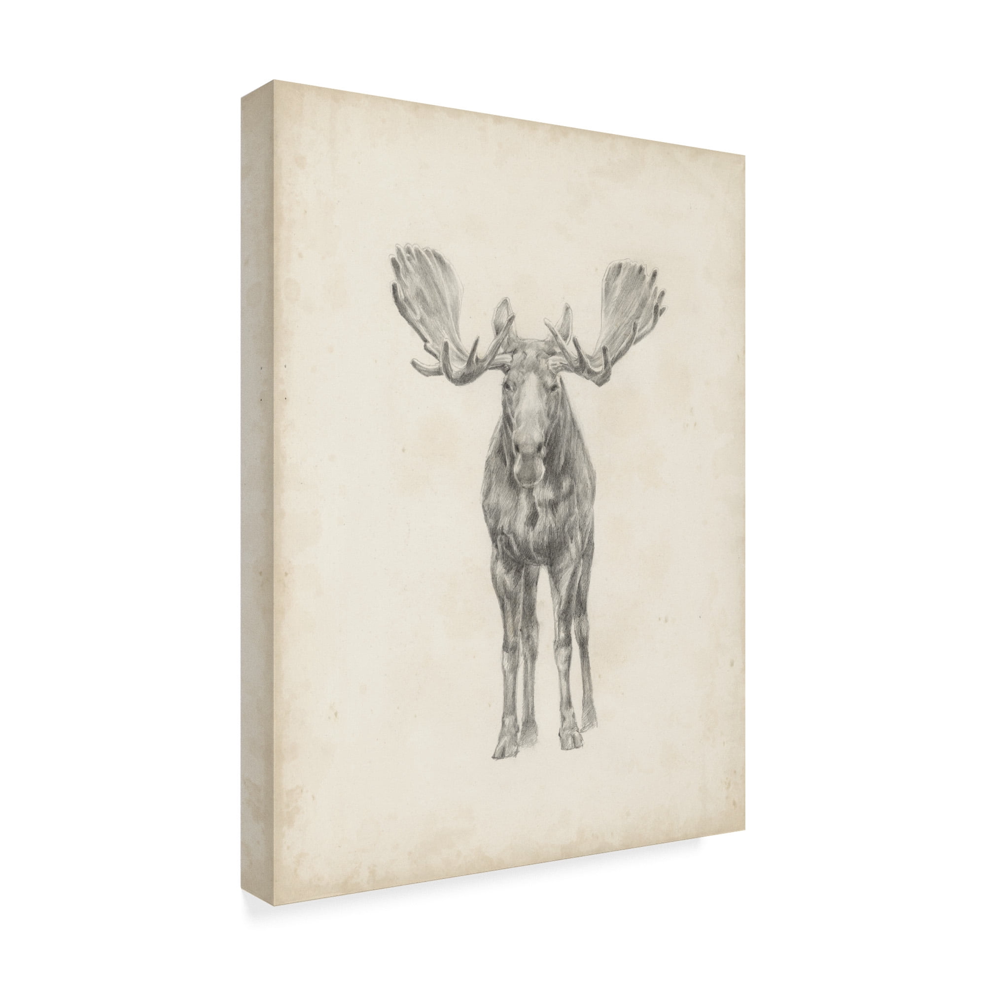 Trademark Fine Art 'Moose Study Illustration' Canvas Art by Ethan Harper