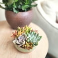 thumbnail image 4 of Element Live Succulent Garden in 5 in. Clay Pot with Accent Rim, Easy Plant Gift, Full Sun, 4 of 8