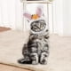 thumbnail image 5 of Sombrero Lindo Del Gato Del Animal Doméstico, Sombrero Del Del Sombrero Del Gato Gorros Lindos de Las Orejas Del Conejo Accesorios de La Foto, 5 of 9