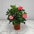 thumbnail image 2 of Tropical Plants of Florida 26" to 28" Pink Hibiscus Bush; Full Sunlight, Outdoor, Pet Friendly, 2 of 6
