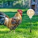 thumbnail image 3 of Advancent Dispensador interactivo de peck de pollo, 2 piezas, juguete para aves de corral, alimentador lento, juguete para peck de pollo, Jardín y Patio, 3 of 5