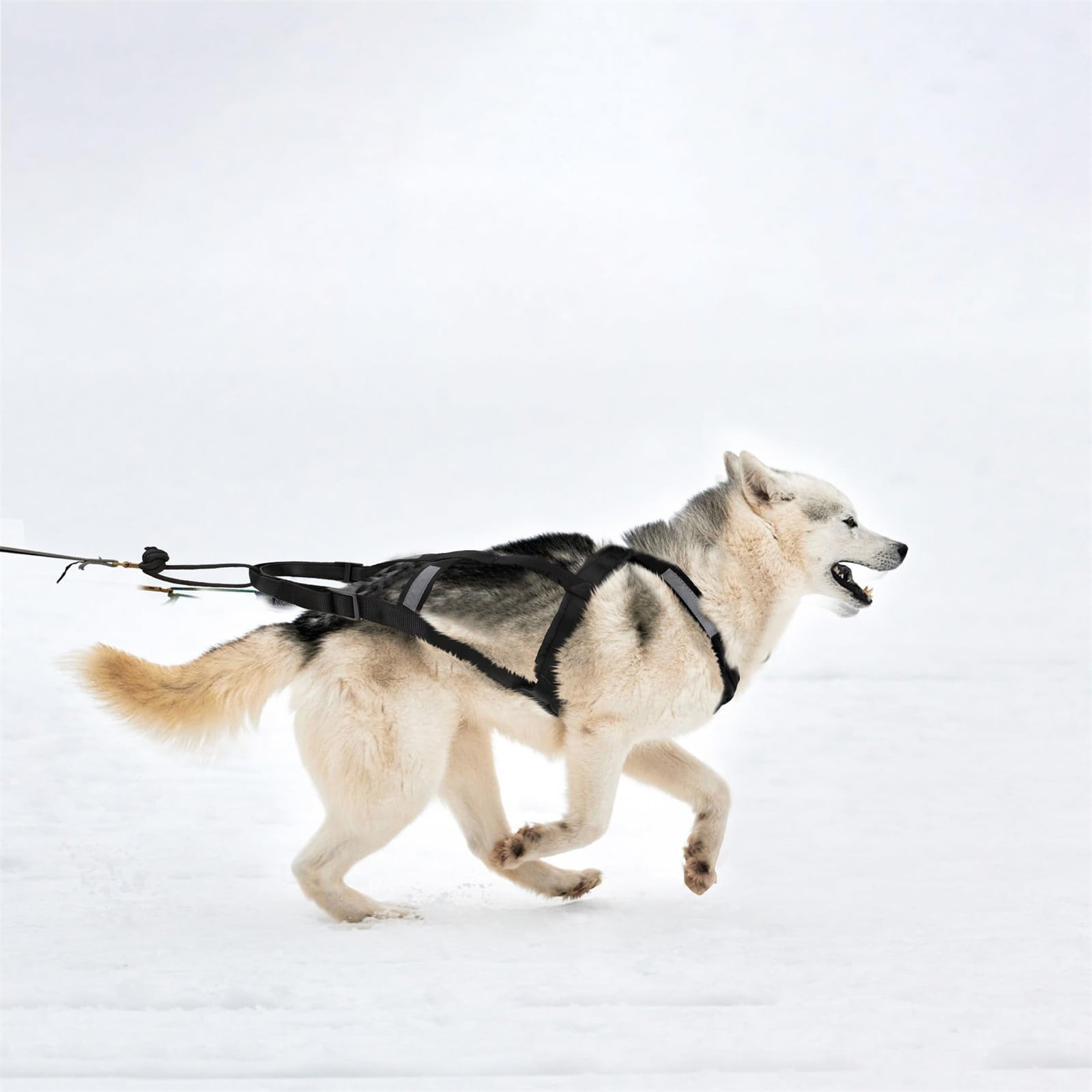 Mushing Harness For Dog Sled Exercise Pet Weight Pulling Sledding