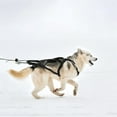 thumbnail image 4 of Pet Collars Mushing Harness for Dog Sled Exercise Weight Pulling Bikejoring Skijoring Large Running Sledding for Canicross and Scootering, 4 of 8