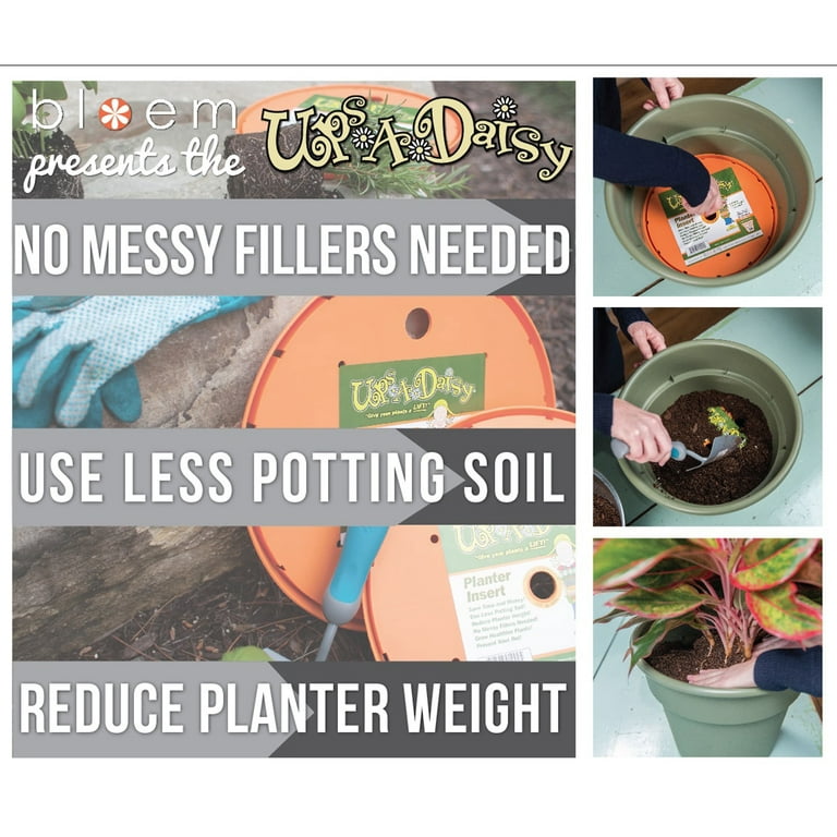 Bloem Square Ups-A-Daisy Planter Filler- 12 Pack 