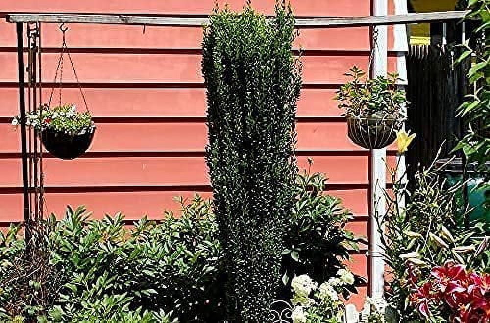 Sky Pencil Japanese Holly - 2 Live Gallon Size Plants - Ilex Crenata - Low Maintenance Formal Evergreen Hedge