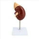 thumbnail image 5 of 2X Modelo de Riñón de Tamaño Natural, 2 Partes Que Muestran la Estructura Interna, una Réplica de la Anatomía del Riñón para Médicos, Herramienta Educativa, 5 of 5