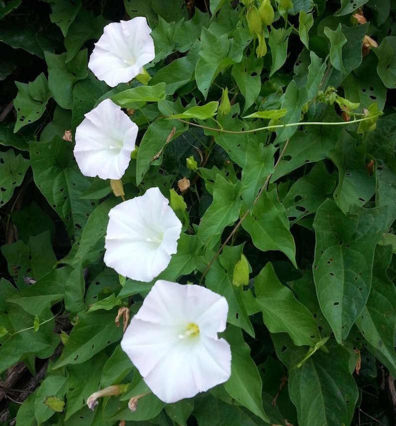30 Morning Glory Seeds - Perennial Flowers -, Self-Pollinating - for Summer/Early Fall Planting - Enhance Your Garden with Blooms