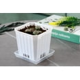thumbnail image 6 of 5 CM Haworthia Pygmaea Cactus Live Succulent Plants, Rare & Beautiful, Ideal for Garden, Bonsai, and Home Decoration, Perfect Diameter for Miniature Gardens, 6 of 6