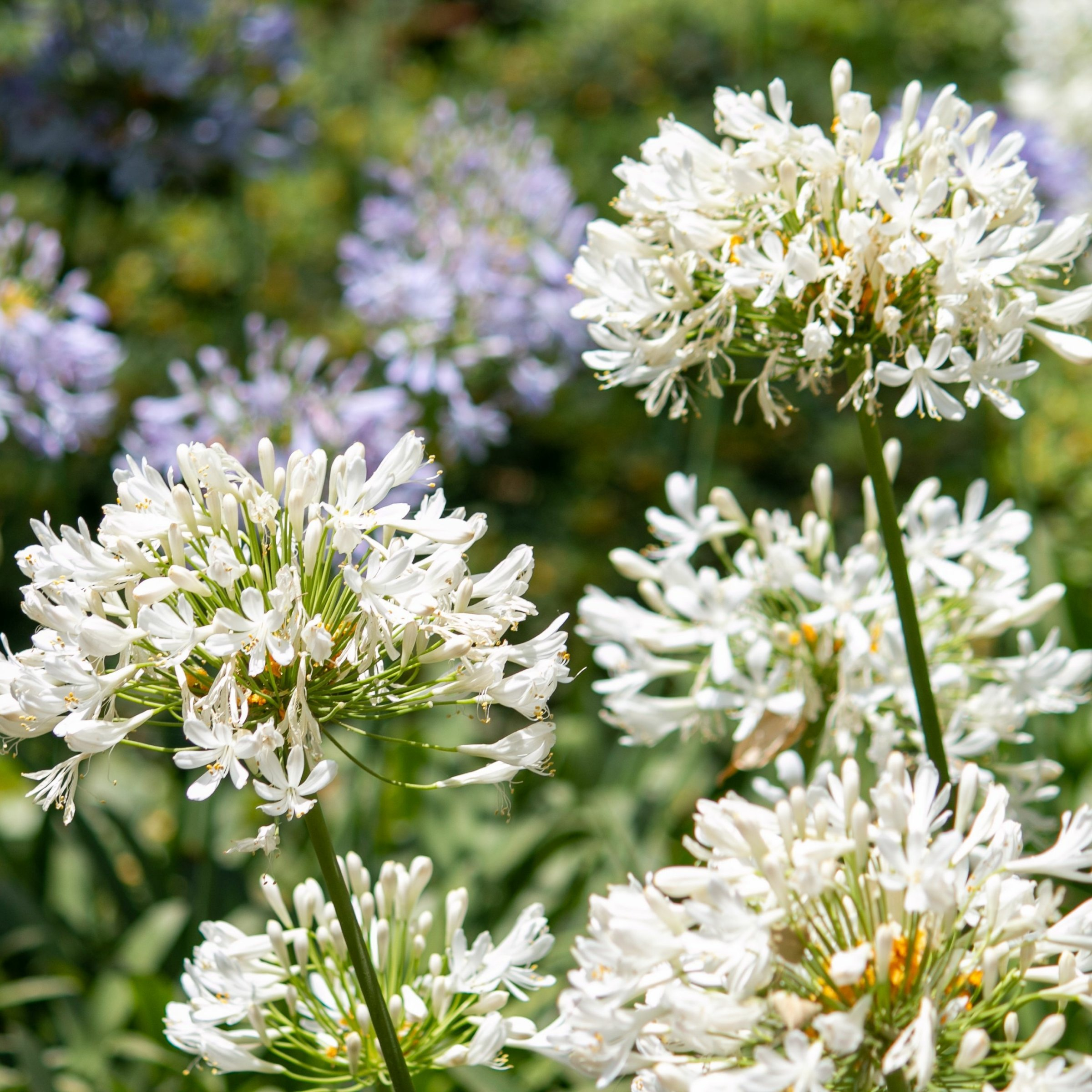 National Plant Network 1 gal. Agapanthus White Live Perennial Plant