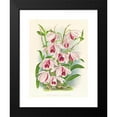 thumbnail image 2 of Jean Jules Linden 19x24 Black Modern Framed Museum Art Print Titled - Dendrobium Proud Var Anosmum (1885-1906), 2 of 5