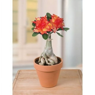 Desert Rose Little Panda (Adenium Hybrid) Rare Exotic Bonsai Desert Rose Adenium obesum, Starter 15+ seedspack, Size: Small