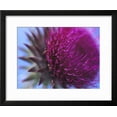 thumbnail image 2 of Musk Thistle, Closeup of Flower Head, UK, Botanical Framed Art Print Wall Art by Mark Hamblin Sold by Art.Com, 2 of 5