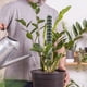 thumbnail image 4 of Poste de musgo de plástico para plantas trepadoras | Soporte rellenable y apilable para plantas Monstera, Pothos y Filodendro | Tutor para jardín interior con núcleo de musgo Sphagnum, 4 of 4