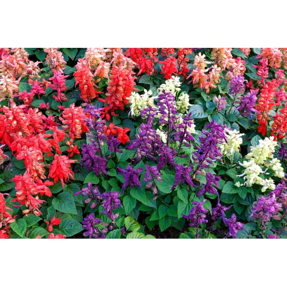 100 MIXED COLORS SALVIA Splendens Red Purple White Pink Sage Flower Seeds