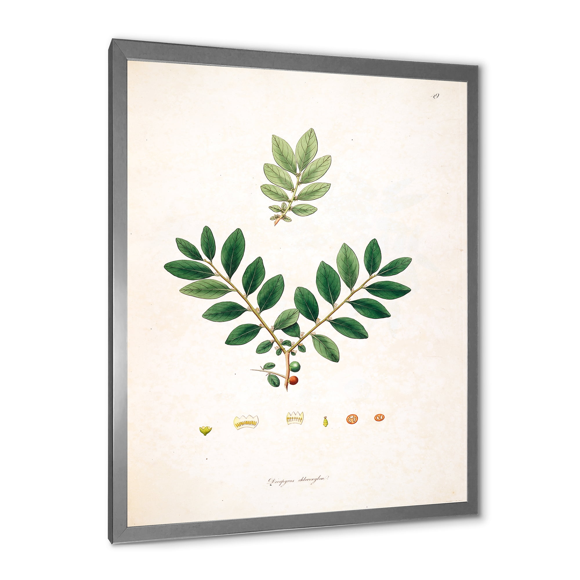 Designart 'Ancient Plant Life XIV' Farmhouse Framed Art Print
