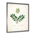 thumbnail image 2 of Designart 'Ancient Plant Life XIV' Farmhouse Framed Art Print, 2 of 4