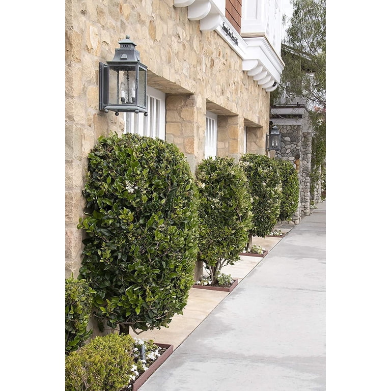 Ligustrum Waxleaf Privet 3 Large Gallon Size Plants Blooming Evergreen Tree Privacy Hedge