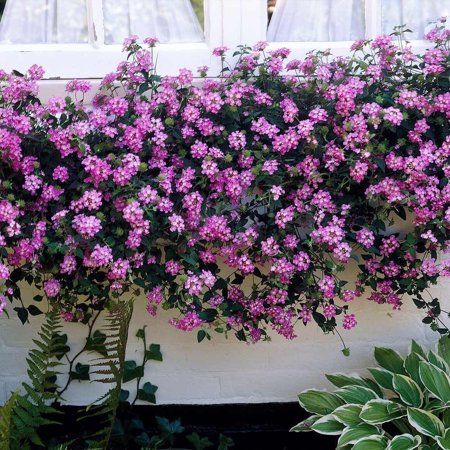 Lantana Purple I 1 Large Gallon Size Plant I Verbenaceae Camara I Live Rich Purple Blooms, Heat and Drought Resistant, Ideal for Containers and Garden Borders