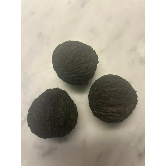 3 Organic Black Walnut Seeds for Planting