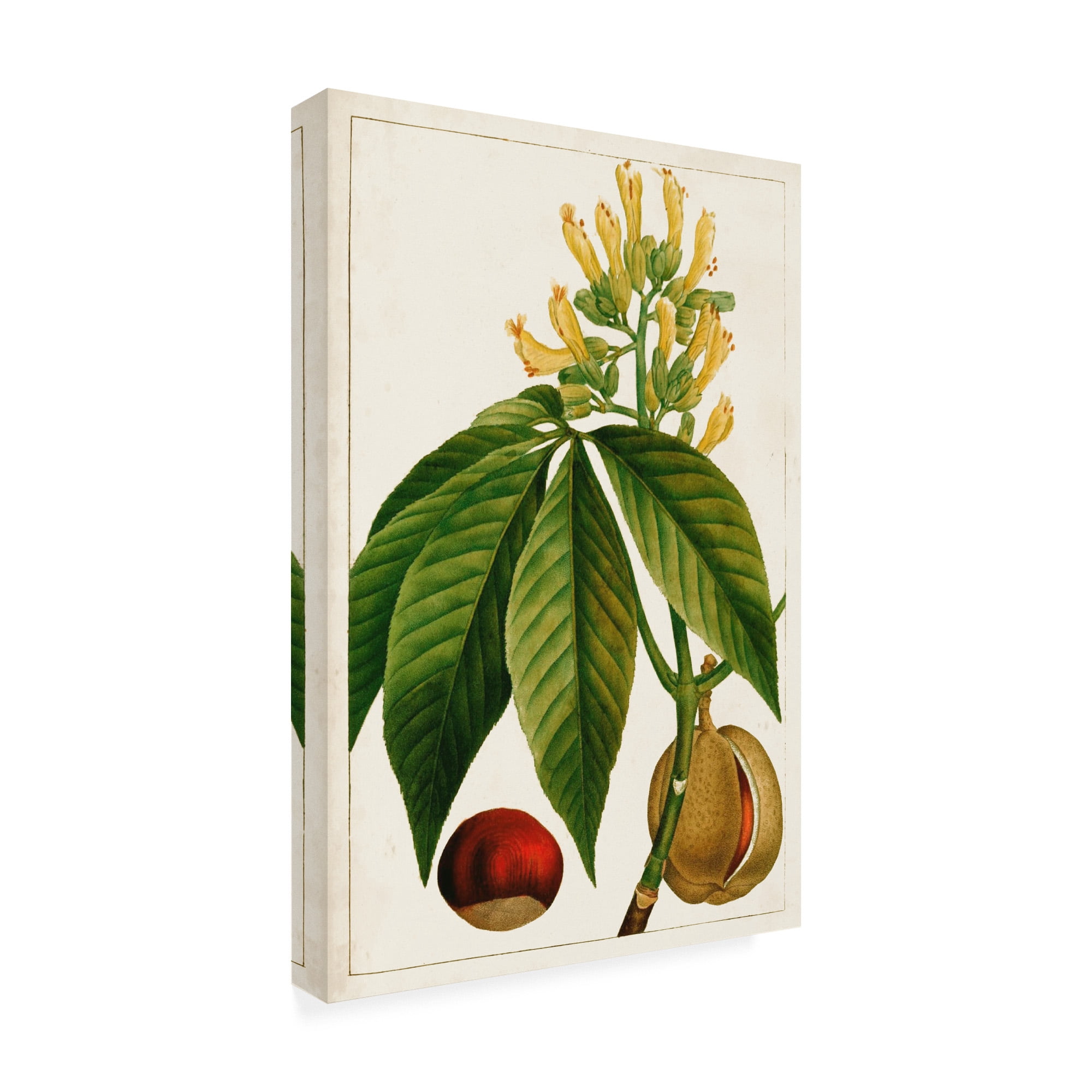 Trademark Fine Art 'Antique Flowering Trees VI' Canvas Art by Unknown