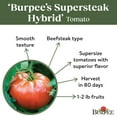 thumbnail image 5 of Burpee Burpee's Supersteak Hybrid Tomato, Annual Vegetable Seed, Full Sun, 5 of 5
