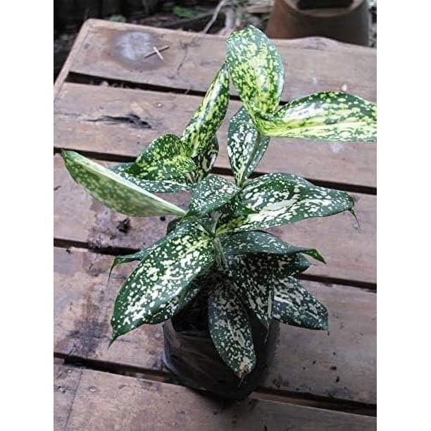 glücksfeder floraself zamioculcas zamiifolia Glücksfeder - Zamioculcas zamiifolia main image 1