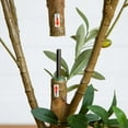 thumbnail image 4 of Nearly Natural 8ft. Artificial Olive Tree with Natural Trunk, 4 of 6