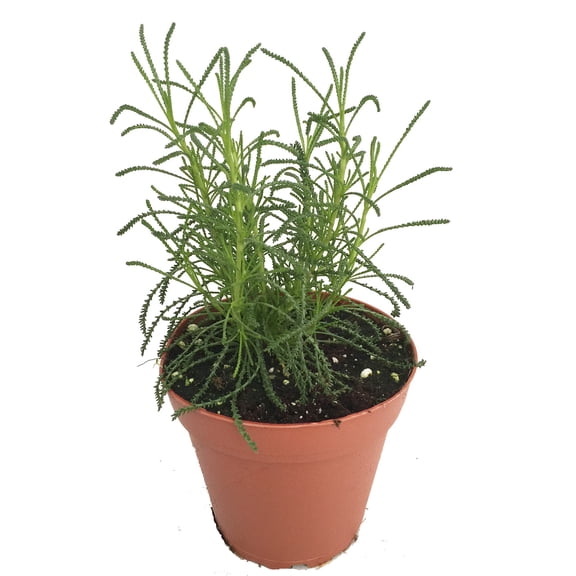 Green Santolina - Olive Herb Plant - Olive Scent for Cooking - 3" Pot
