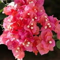 thumbnail image 5 of Red Jamaican Bougainvillea Plant for Outdoor Planting, Vibrant Bougainvillea Plant 4 - 9 Inch Tall, 5 of 6