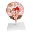 thumbnail image 1 of AMLESO Advanced Human Brain Cortex Pathology Model Anatomical Education Lab Display, 1 of 8