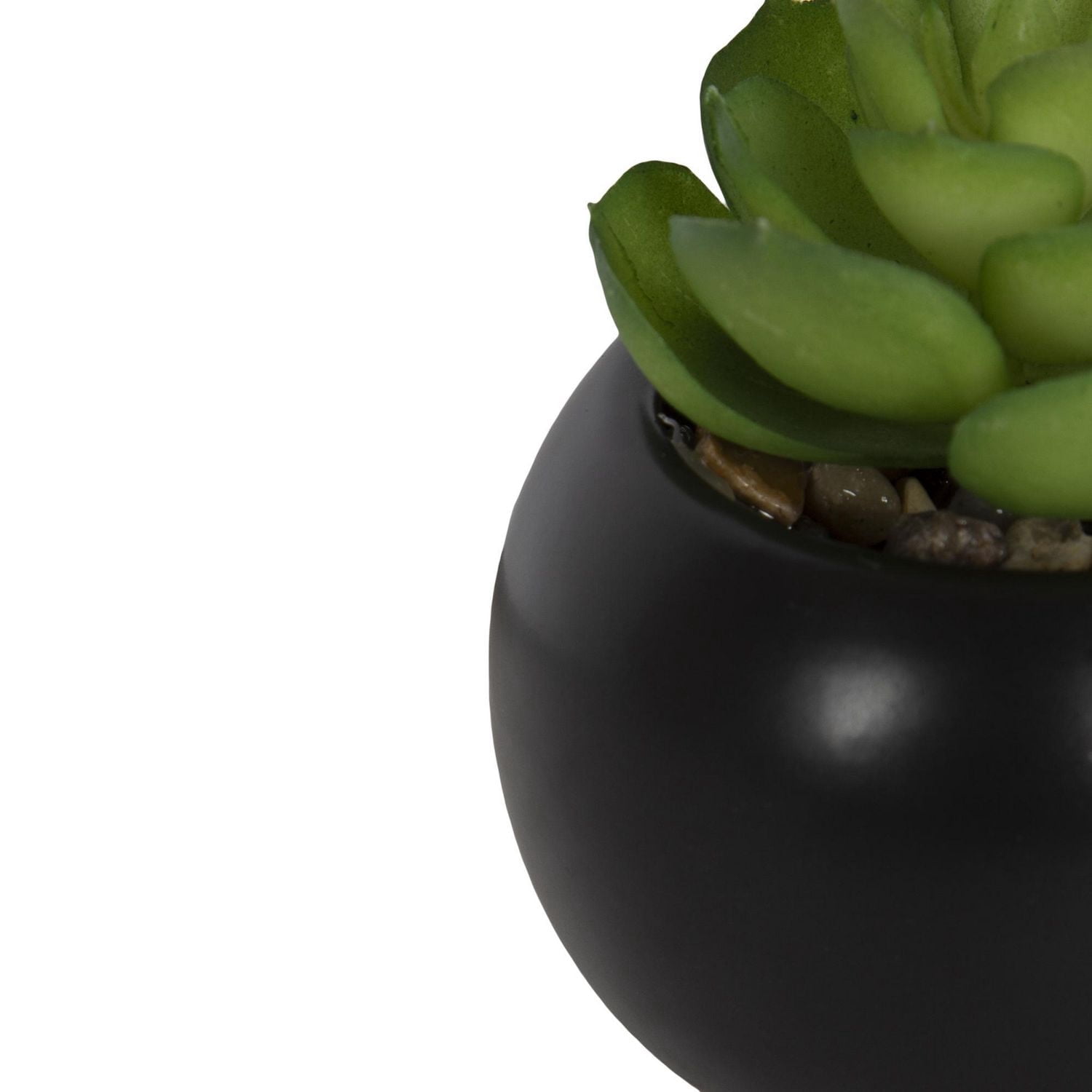 Mantu Succulent with Black Round Pot