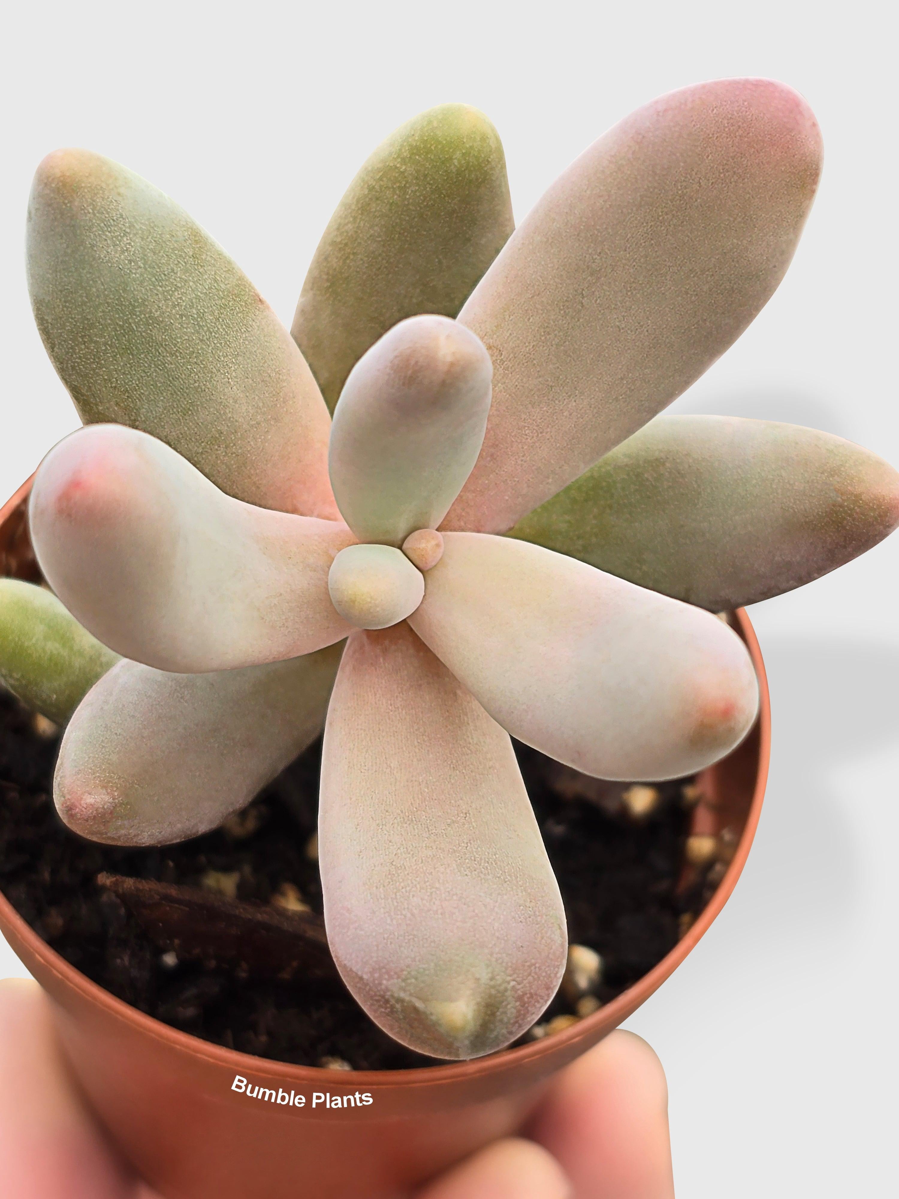 Pachyphytum Fittkaui - Live Air-Purifying Indoor Plant in Nursery Pot – Easy Care, Low Maintenance Houseplant for Home & Office Decor, Natural Air Cleaner, Best for Beginners