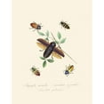 thumbnail image 2 of Edward Donovan 15x18 Gold Ornate Wood Frame and Double Matted Museum Art Print Titled - An Epitome of the Natural History of the Insects of New Holland, New Zealand Pl.07 (1805), 2 of 4