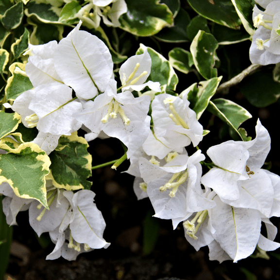 White Bougainvillea Plant Live, Flowering Bougainvillea Vine, Grow in Pot, Hanging Basket 4-8'' Tall